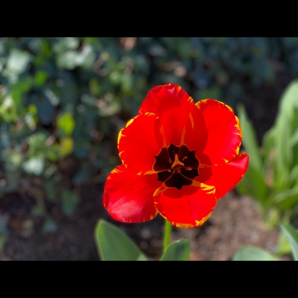 Meet your Posher, Lan - Picture 1 of 1